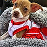 puppy, dog, pet, blanket, red_clothing, white_clothing, car_interior, dashboard, cute, ears, eyes, snuggling, furry, warm, seat, nose, small_dog, young_animal, cozy, portrait