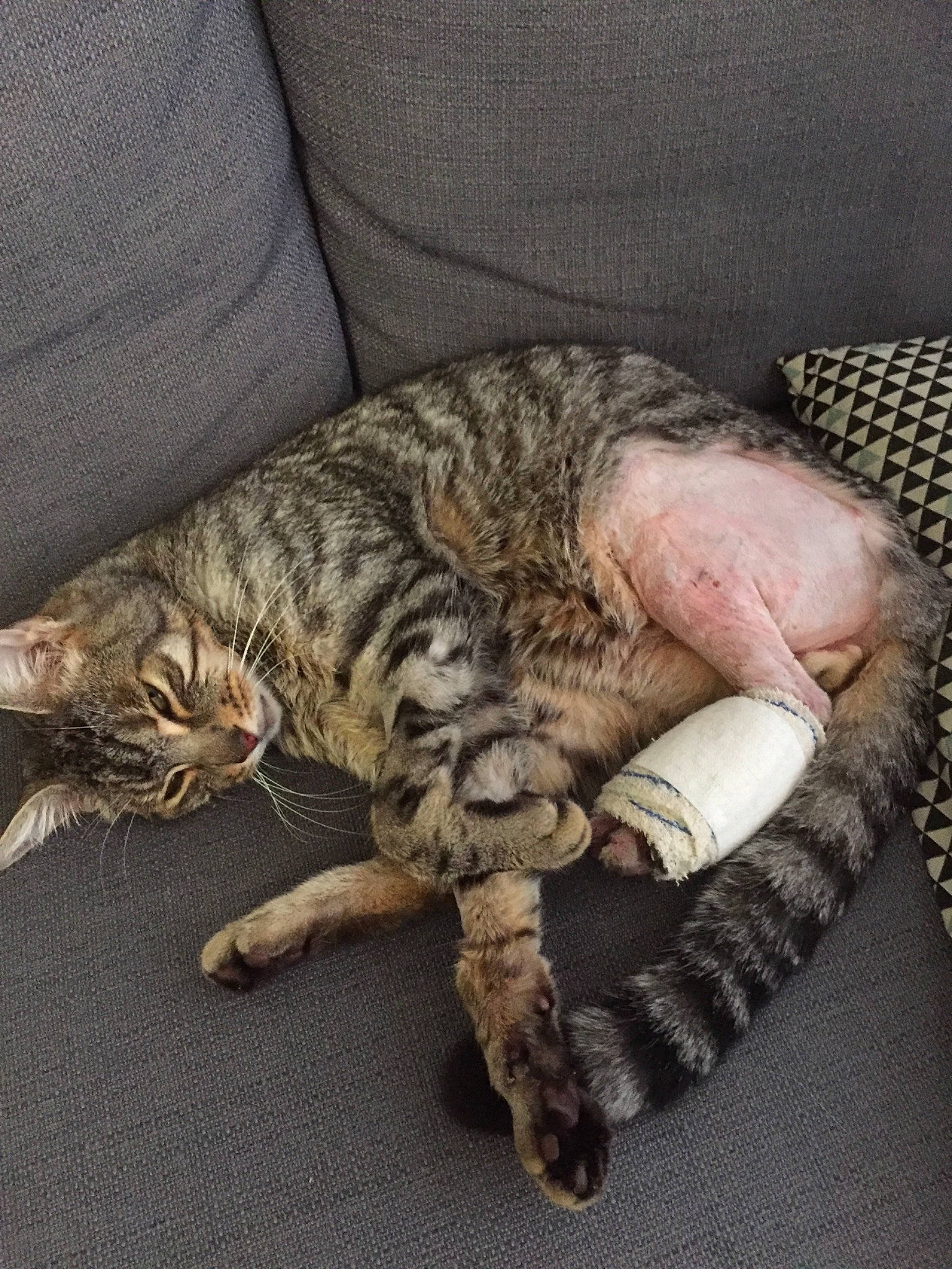 Horace a rejoint le concours — aidez-le/la à gagner de superbes lots ! asian, california_spangled, carnivore, cat, claw, domestic_short_haired_cat, dragon_li, egyptian_mau, european_shorthair, felidae, kitten, mammal, nap, ocicat, pixie_bob, savannah, sleep, small_to_medium_sized_cats, tabby_cat, whiskers