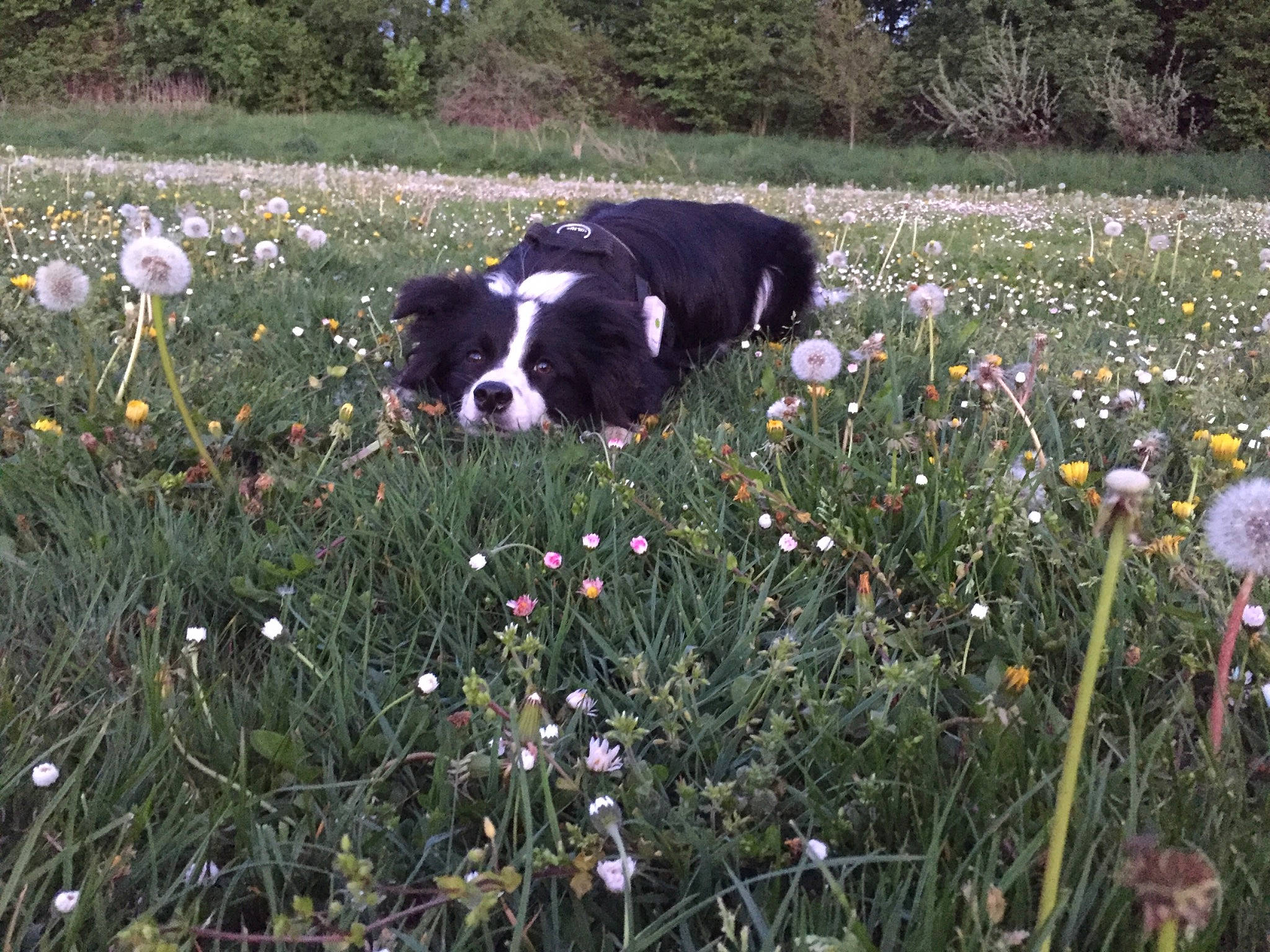 Olly a rejoint le concours — aidez-le/la à gagner de superbes lots ! border_collie, canidae, carnivore, dog, dog_breed, english_shepherd, flower, grass, herding_dog, mammal, meadow, plant, sporting_group, spring, wildflower