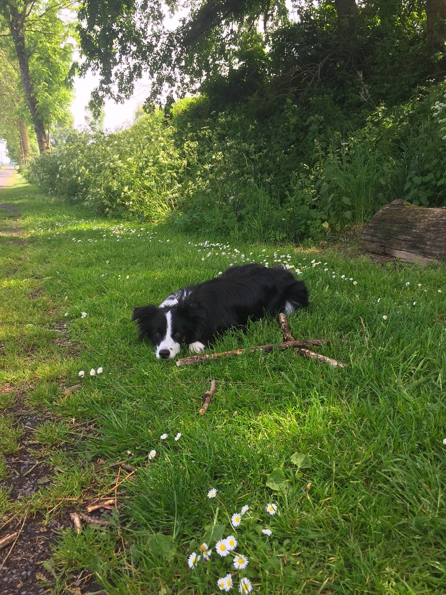 Olly participe au concours pour gagner de l'argent avec cette photo : border_collie, canidae, carnivore, companion_dog, dog, dog_breed, grass, green, herding_dog, lawn, meadow, natural_environment, pasture, plant, shrub, sporting_group, tree, yard