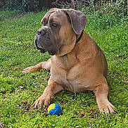 Sirius participe au concours pour gagner de l'argent avec cette photo : animal, ball, brown_dog, canine, closeup, collar, cute, daylight, dog, grass, greenery, lawn, mammal, nature, outdoor, pet, playing, portrait, resting, summer