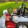dog, lawn_mower, outdoor, grass, tree, fence, seat, vehicle, yard, relaxed, pet, nature, equipment, greenery, resting, sunlight, daytime, backyard, quiet, comfort