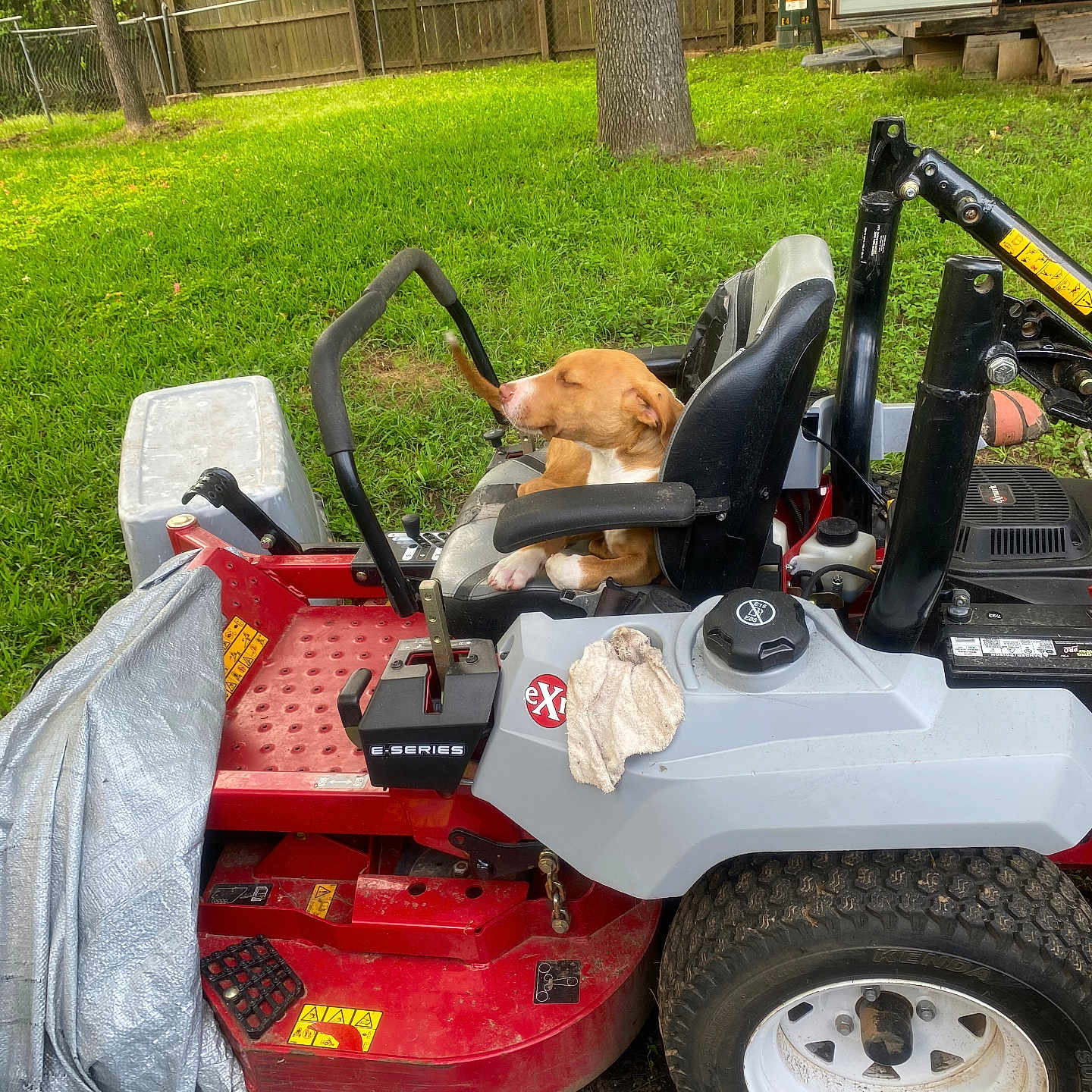 Lucky joined the competition — help win amazing prizes! backyard, comfort, daytime, dog, equipment, fence, grass, greenery, lawn_mower, nature, outdoor, pet, quiet, relaxed, resting, seat, sunlight, tree, vehicle, yard