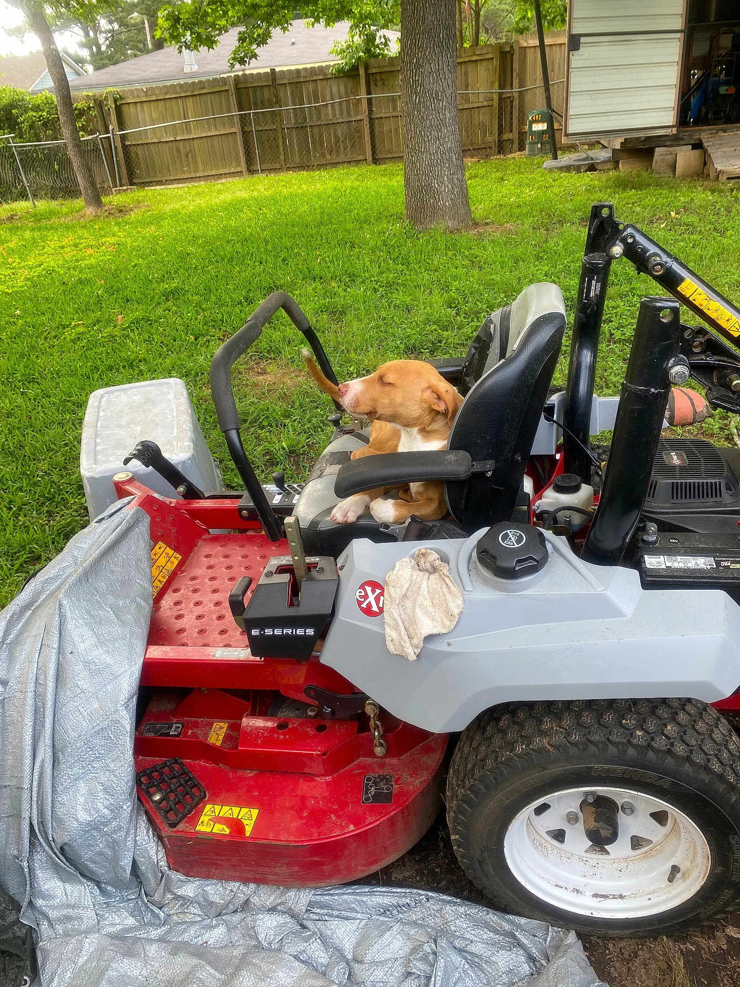 Lucky joined the competition — help win amazing prizes! dog, lawn_mower, outdoor, grass, tree, fence, seat, vehicle, yard, relaxed, pet, nature, equipment, greenery, resting, sunlight, daytime, backyard, quiet, comfort