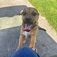 Flapjack joined the competition — help win amazing prizes! animal, brown_dog, canine, close_up, concrete, daylight, dog, friendly, grass, happy, nature, outdoor, paw, pet, playful, puppy, short_hair, smiling, sunlight, tongue_out