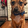 Flapjack is registered to the contest to win money with this photo: animal, brown_fur, close_up, collar, crate, cute, dog, domestic_animal, ears, face, floor, indoor, paw, pet, pet_tag, puppy, sitting, white_chest, wooden_floor, young_dog