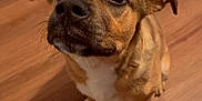 Flapjack is registered to the contest to win money with this photo: animal, brown, canine, close_up, cute, dog, ears, floor, fur, indoor, looking_up, mammal, nose, pet, puppy, sitting, whiskers, white, wooden_floor, young