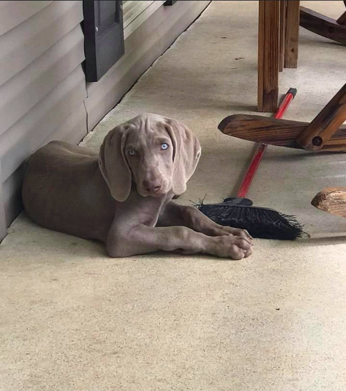 Duke is registered to the contest to win money with this photo: canidae, carnivore, comfort, companion_dog, dog, dog_breed, fawn, flooring, grey, hardwood, liver, metal, pet_supply, sitting, snout, sporting_group, tail, terrestrial_animal, wood, working_animal