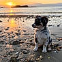 Ashka a rejoint le concours — aidez-le/la à gagner de superbes lots ! puppy, dog, beach, sunset, sand, rocks, water, sea, nature, outdoor, animal, sunlight, reflection, shadow, fur, collar, calm, scenic, sky, peaceful