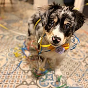 Ashka a rejoint le concours — aidez-le/la à gagner de superbes lots ! puppy, dog, party_streamers, yellow_bow_tie, tag, patterned_floor, black_white_tan_coat, close_up, indoor, cute, pet, animal, looking_up, celebration, colorful, floor_tiles, adorable, young_dog, playful, portrait