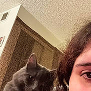 Midnight is registered to the contest to win money with this photo: cat, gray_cat, pet, indoor, person, face, shoulder, curly_hair, collar, tag, leopard_print, curtain, ceiling, wall, closeup, portrait, home, feline, looking, cozy