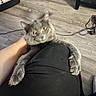 cat, gray_cat, pet, indoor, floor, person, hand, leg, claw, yellow_eyes, animal, feline, carpet, cord, pet_carrier, wood_floor, casual, domestic, closeup, clinging