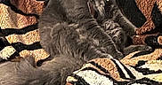 Midnight joined the competition — help win amazing prizes! cat, gray_cat, fluffy, pet, indoor, blanket, tiger_stripe_pattern, curious, sitting, floor, furniture, cozy, animal, collar, whiskers, fur, alert, domestic_cat, home, cute