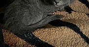 Midnight joined the competition — help win amazing prizes! animal, blanket, cozy, curious, cute, domestic_cat, fur, furry, gray_cat, hand, indoor, kitten, mammal, pet, relaxed, resting, small, soft_texture, striped_pattern, young