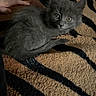 Midnight joined the competition — help win amazing prizes! kitten, gray_cat, furry, pet, animal, cute, cozy, blanket, striped_pattern, hand, resting, indoor, soft_texture, fur, small, young, curious, domestic_cat, mammal, relaxed