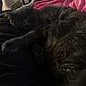 Midnight is registered to the contest to win money with this photo: cat, pet, lap, furry, dark_fur, indoor, blanket, relaxing, animal, cozy, comfort, closeup, domestic_animal, resting, soft_texture, human_leg, casual, blurred, low_light, pink
