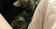Tinkerbell is registered to the contest to win money with this photo: kitten, cat, sleeping, fur, pet, relaxing, closeup, indoor, human_arm, human_clothing, pink_shirt, black_pants, cozy, rest, cute, whiskers, paw, feline, domestic_animal, nap