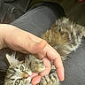 Tinkerbell joined the competition — help win amazing prizes! kitten, cat, tabby, playful, paw, hand, finger, fur, pet, animal, cute, indoor, lap, person, touch, claws, whiskers, young, resting, domestic