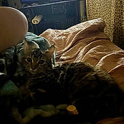 Tinkerbell is registered to the contest to win money with this photo: cat, tabby_cat, bed, blanket, person_leg, tv, television, indoor, leopard_print_curtains, soft_lighting, cozy, furniture, relaxing, animal, pet, striped_cat, domestic_cat, living_room, blanket_texture, curtains