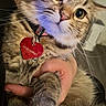 cat, tabby_cat, pet, animal, fur, whiskers, collar, heart_shaped_tag, close_up, indoor, person_hand, cute, wide_eyes, fluffy, domestic_cat, mammal, portrait, feline, holding, curious
