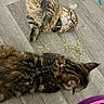 cat, tabby_cat, floor, wooden_floor, catnip, toy, colorful_toy, play, pet, collar, fur, indoor, animal, cute, relaxed, curious, feline, whiskers, ears, domestic