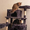 cat, cats, cat_tree, furniture, indoor, pet, animal, tabby_cat, relaxing, perched, lounging, multi_level, scratching_post, hiding_spot, plush, cozy, home, curious, resting, domestic_animal