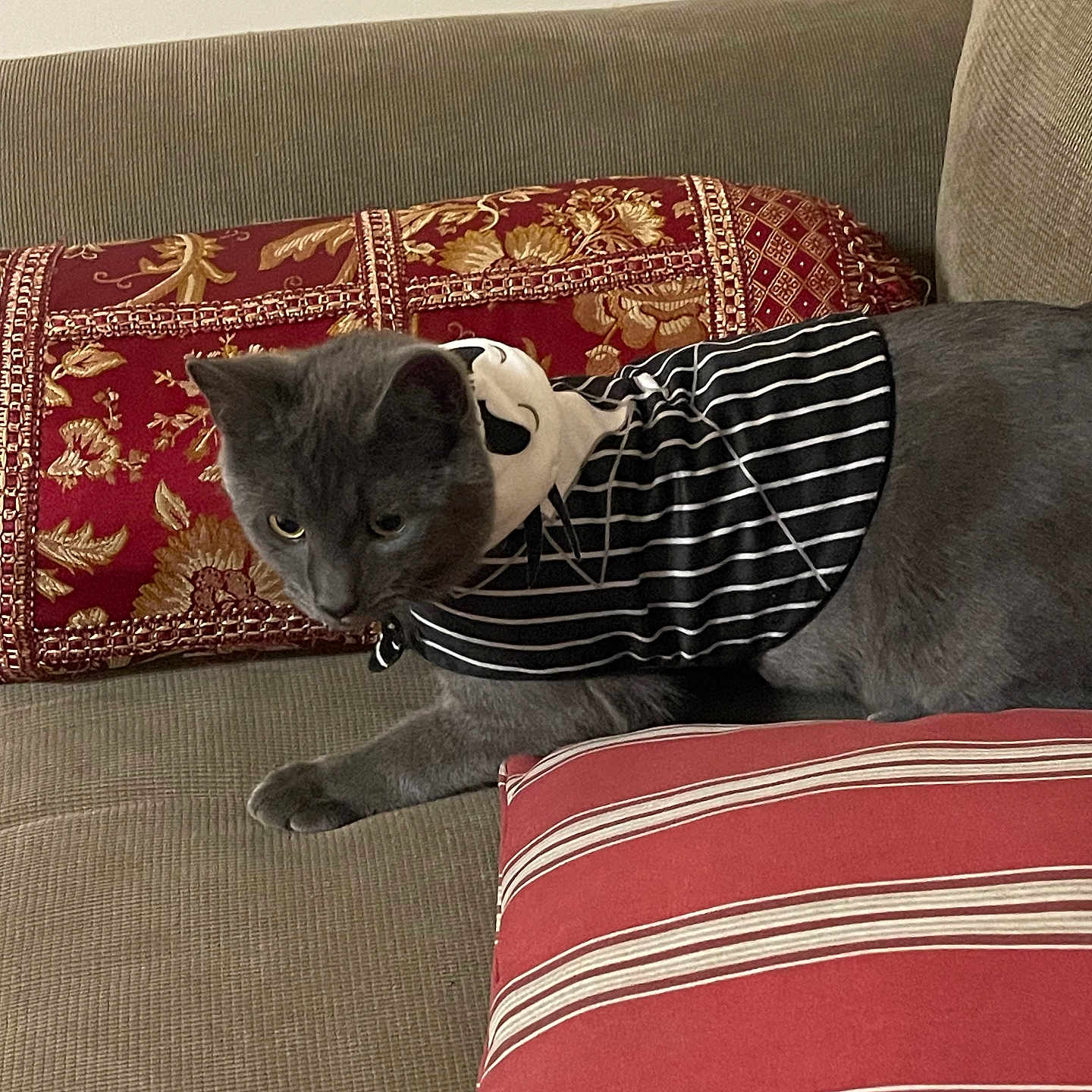 Mr.bubbies joined the competition — help win amazing prizes! animal, beige_couch, cat, couch, cozy, decorative_pillow, domestic, fabric, feline, furniture, ghost_design, gray_cat, home, indoor, mammal, pet, red_pillow, relaxed, striped_clothing, striped_cushion