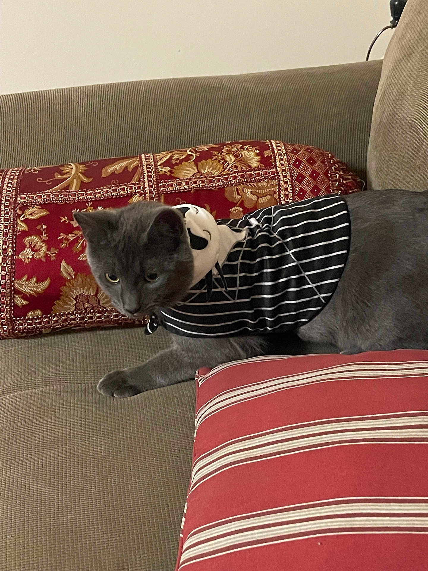 Mr.bubbies joined the competition — help win amazing prizes! animal, beige_couch, cat, couch, cozy, decorative_pillow, domestic, fabric, feline, furniture, ghost_design, gray_cat, home, indoor, mammal, pet, red_pillow, relaxed, striped_clothing, striped_cushion