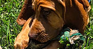 Paw Paw is registered to the contest to win money with this photo: puppy, dog, grass, toy, chewing, outdoor, sunlight, closeup, brown_dog, pet, canine, leash, playful, young_dog, animal, nature, summer, greenery, fun, adorable