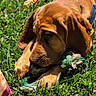 puppy, dog, grass, toy, chewing, outdoor, sunlight, closeup, brown_dog, pet, canine, leash, playful, young_dog, animal, nature, summer, greenery, fun, adorable