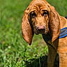 Paw Paw is registered to the contest to win money with this photo: dog, puppy, bloodhound, outdoor, grass, greenery, pet, animal, ears, closeup, drool, harness, canine, nature, young, brown, fur, portrait, curious, sunlight