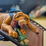 Paw Paw is registered to the contest to win money with this photo: dog, puppy, rope_toy, chewing, pet_bed, brown, floppy_ears, indoor, close_up, playful, animal, canine, pet, resting, focus, snout, paw, mesh, leisure, background_blur