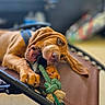 dog, puppy, rope_toy, chewing, pet_bed, brown, floppy_ears, indoor, close_up, playful, animal, canine, pet, resting, focus, snout, paw, mesh, leisure, background_blur