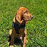 Paw Paw is registered to the contest to win money with this photo: dog, puppy, animal, pet, grass, outdoor, sunlight, greenery, harness, leash, nature, sitting, canine, young, mammal, portrait, daylight, field, flora, ears