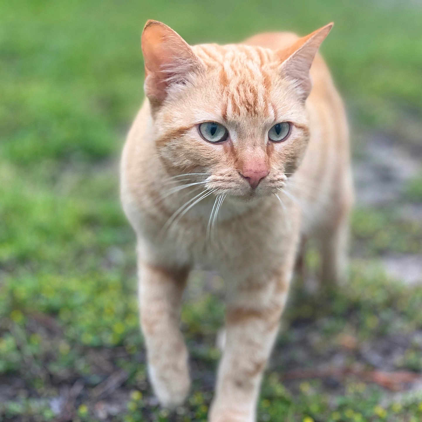 Garfield joined the competition — help win amazing prizes! abyssinian, angora, animal, cat, field, grass, grassland, kitten, lawn, manx, nature, outdoors, pet, plant, siamese