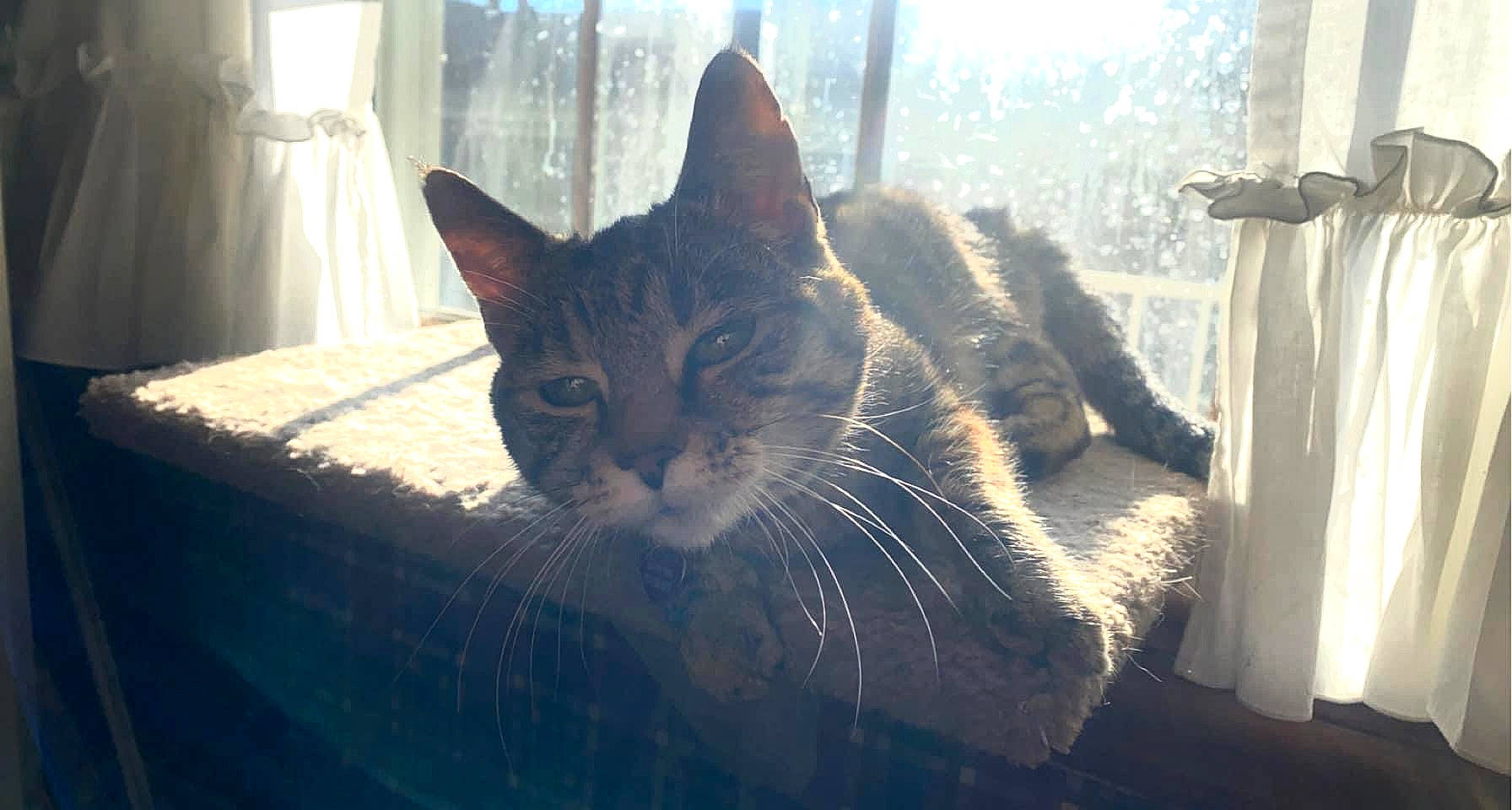 Gwen is registered to the contest to win money with this photo: carnivore, cat, curtain, domestic_short_haired_cat, felidae, fur, glass, paw, plant, sitting, small_to_medium_sized_cats, snout, sunlight, tail, tints_and_shades, tree, whiskers, window, window_treatment, wood