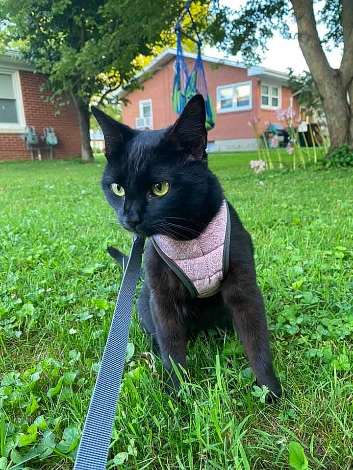 Tatiana joined the competition — help win amazing prizes! art, black_cat, bombay, building, carnivore, cat, domestic_short_haired_cat, felidae, grass, groundcover, house, lawn, plant, sky, small_to_medium_sized_cats, snout, tail, tree, whiskers, window