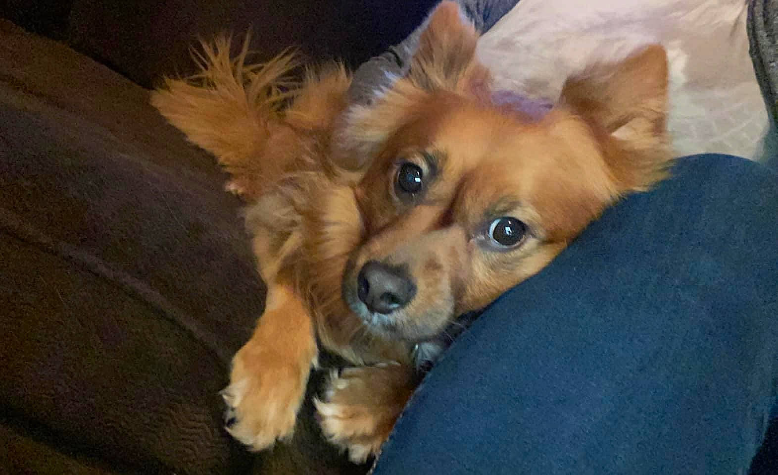 Clyde is registered to the contest to win money with this photo: canidae, carnivore, companion_dog, dog, dog_breed, dog_supply, fawn, fur, sporting_group, terrestrial_animal, toy_dog, whiskers