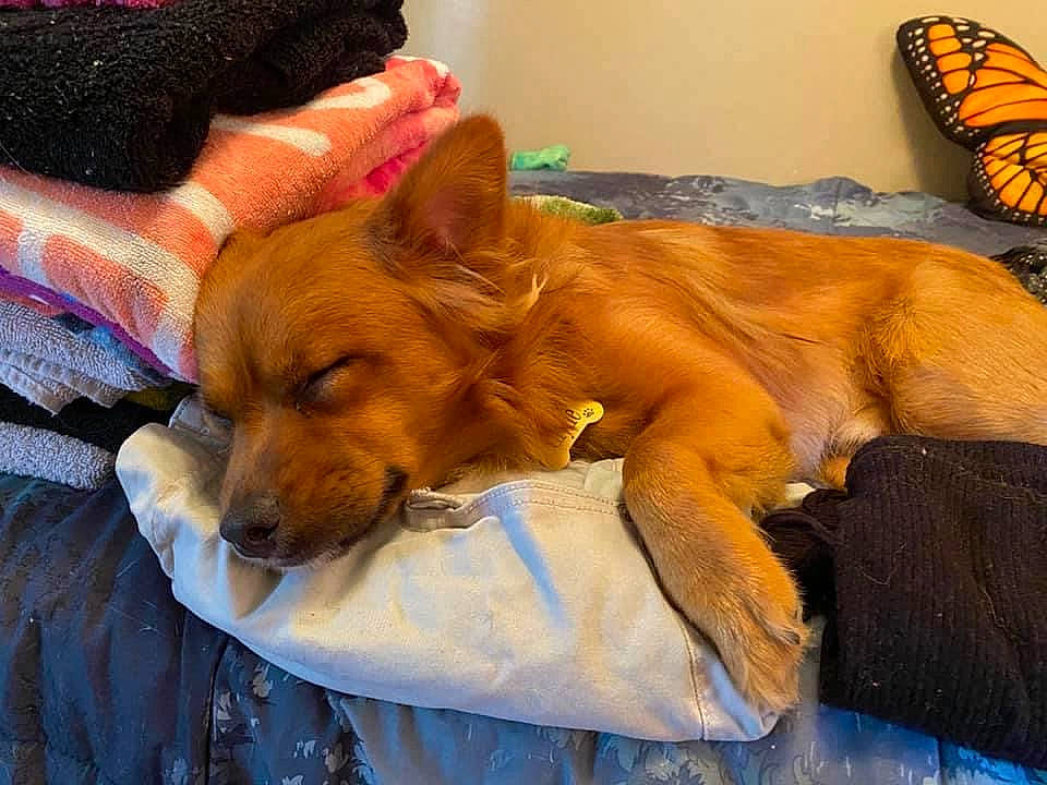 Clyde joined the competition — help win amazing prizes! bed, canidae, carnivore, comfort, companion_dog, dog, dog_breed, dog_sports, fawn, fur, nap, non_sporting_group, puppy, sporting_group, terrestrial_animal, toy_dog, whiskers