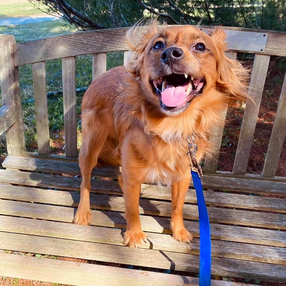 Clyde joined the competition — help win amazing prizes! canidae, carnivore, collar, companion_dog, dog, dog_breed, dog_collar, fawn, fence, gun_dog, hardwood, home_fencing, liver, plant, retriever, snout, sporting_group, wood, working_animal, working_dog