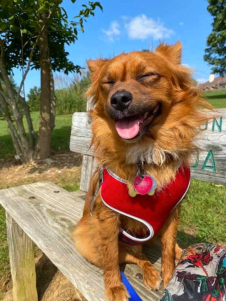 Clyde is registered to the contest to win money with this photo: canidae, carnivore, cloud, collar, companion_dog, dog, dog_breed, dog_collar, dog_supply, fashion_accessory, fawn, fur, leash, plant, sky, snout, tree, wood, working_animal, working_dog