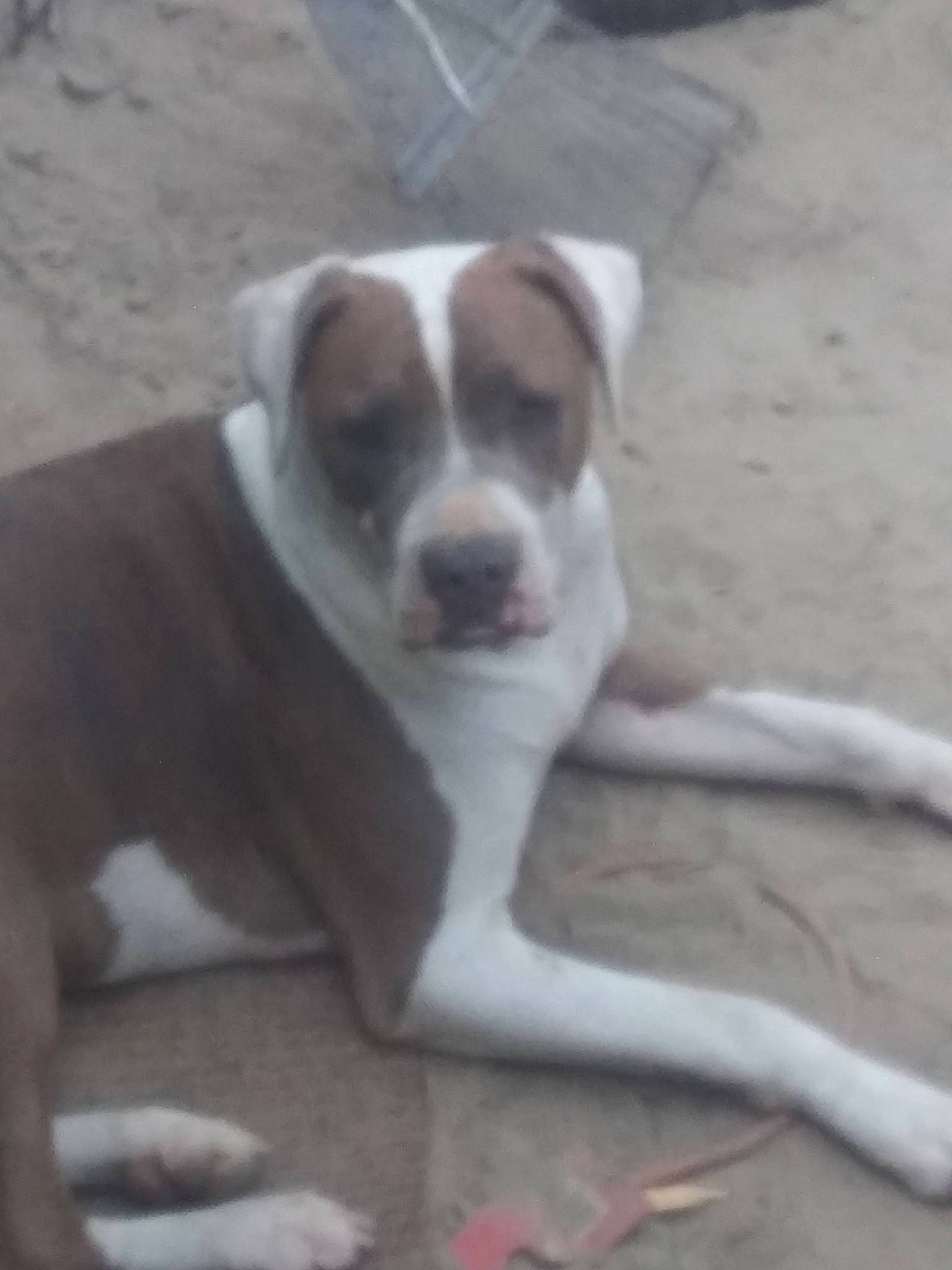 Wee is registered to the contest to win money with this photo: bored, canidae, carnivore, companion_dog, dog, dog_breed, flooring, hardwood, non_sporting_group, paw, sporting_group, tail, terrestrial_animal, wood, working_animal