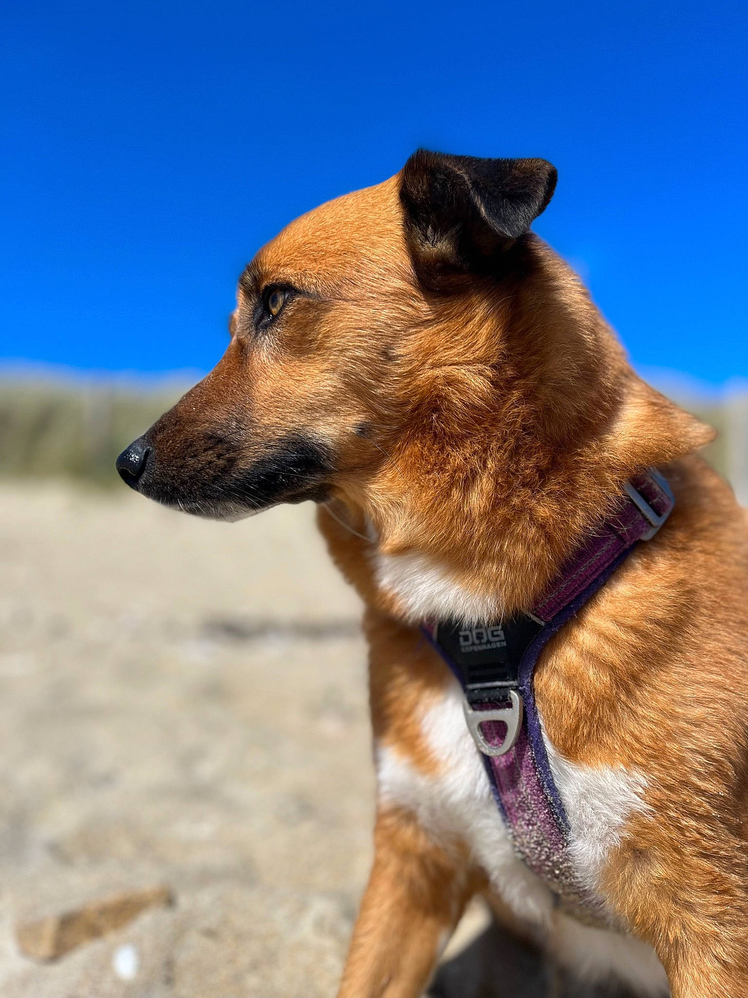 Joy participe au concours pour gagner de l'argent avec cette photo : adventure, canidae, carnivore, collar, companion_dog, dog, dog_breed, dog_collar, electric_blue, fawn, leash, pet_supply, plant, sky, snout, sporting_group, terrestrial_animal, whiskers, working_animal, working_dog