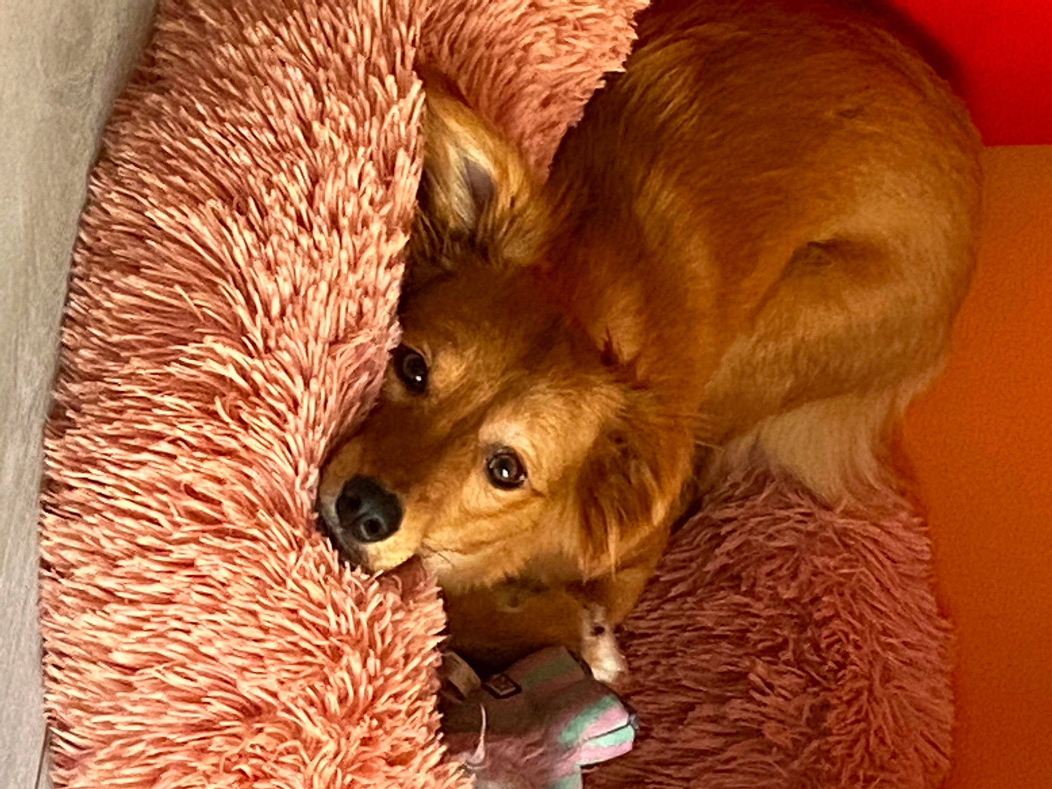 Praline participe au concours pour gagner de l'argent avec cette photo : canidae, carnivore, companion_dog, dog, dog_breed, fawn, fur, german_spitz, liver, non_sporting_group, pomeranian, snout, spitz, sporting_group, tan, vertebrate, working_animal, working_dog