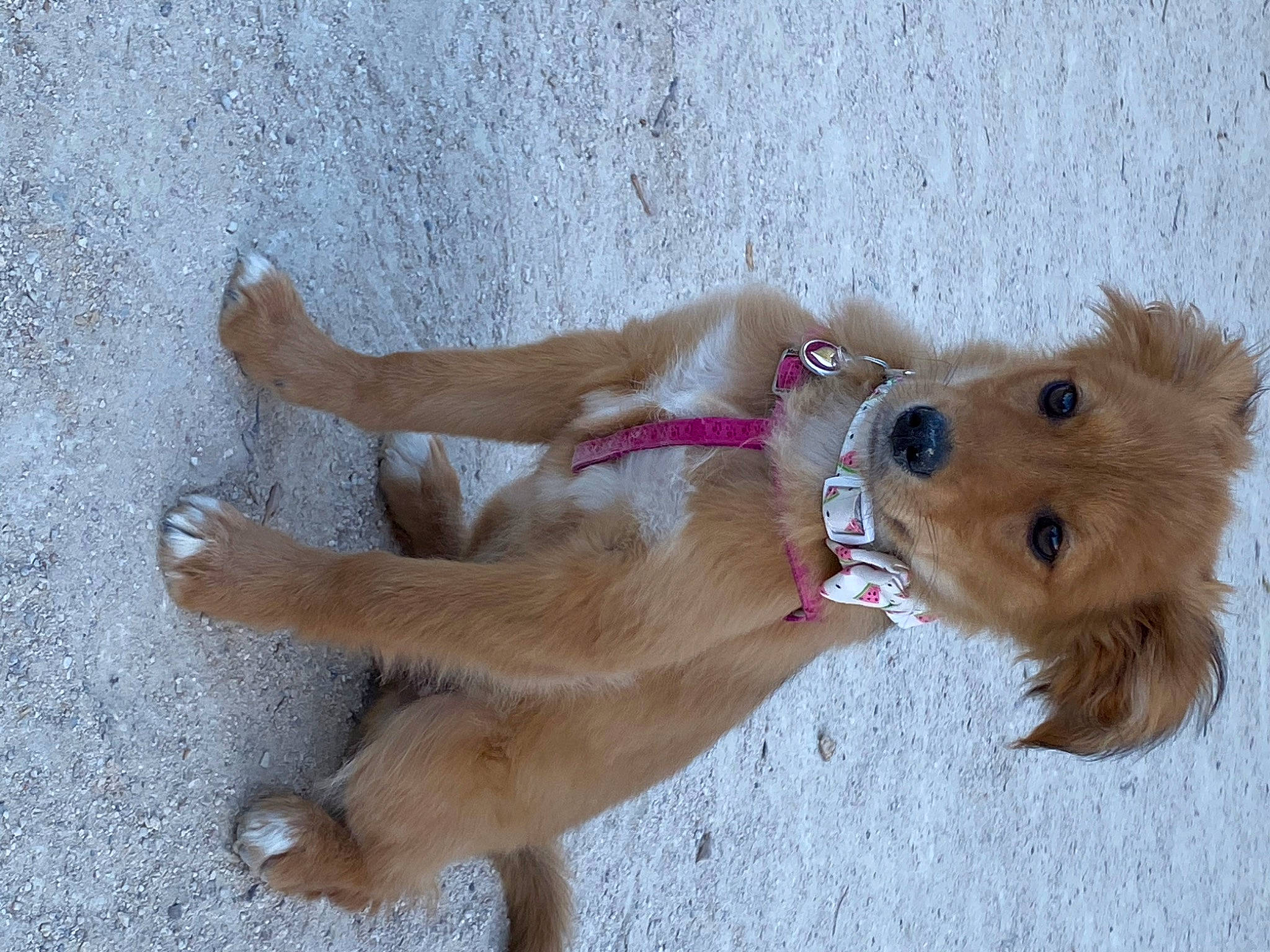 Praline a rejoint le concours — aidez-le/la à gagner de superbes lots ! canidae, carnivore, companion_dog, dog, dog_breed, fawn, golden_retriever, mammal, paw, rare_breed_dog, snout, sporting_group