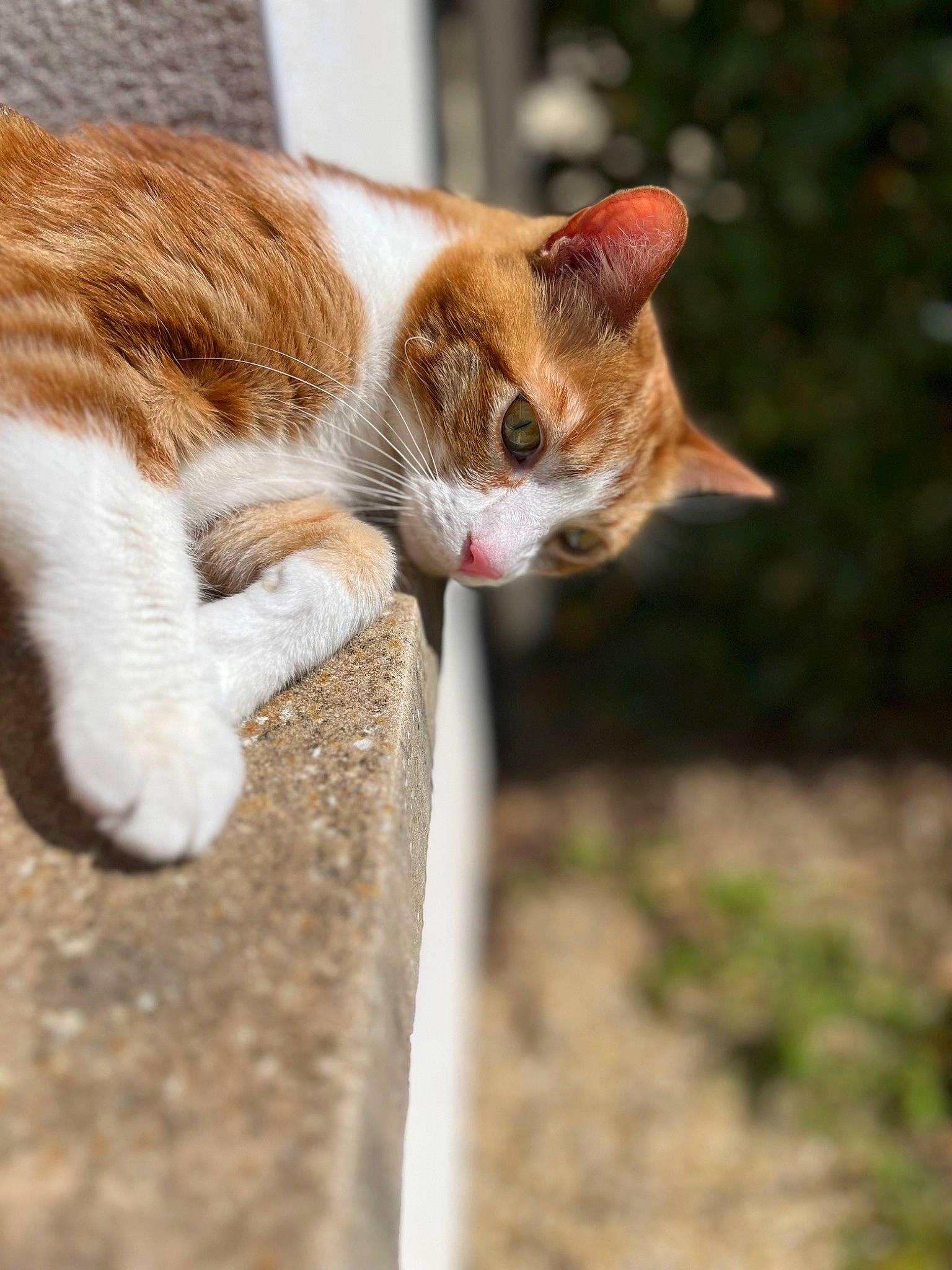 Muffin participe au concours pour gagner de l'argent avec cette photo : art, carnivore, cat, claw, domestic_short_haired_cat, eye, fawn, felidae, fur, grass, paw, small_to_medium_sized_cats, snout, tail, terrestrial_animal, tree, trunk, whiskers, wildlife, wood