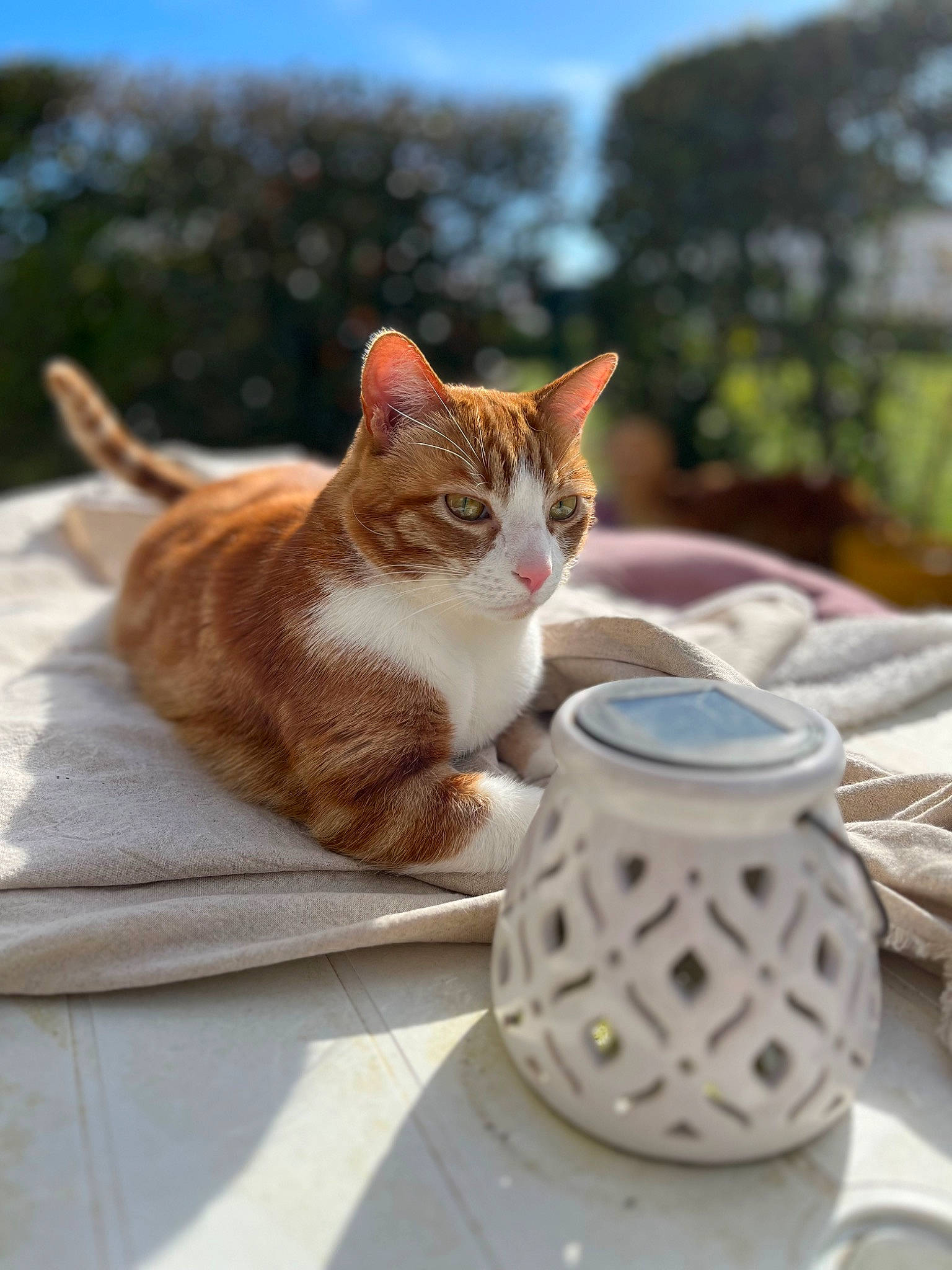 Muffin participe au concours pour gagner de l'argent avec cette photo : carnivore, cat, domestic_short_haired_cat, fawn, felidae, fur, grass, metal, paw, plant, sitting, sky, small_to_medium_sized_cats, tail, tree, whiskers, wildlife, wood