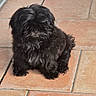 dog, black_dog, fluffy, pet, animal, indoor, floor, tile_floor, cute, small_dog, fur, companion, domestic_animal, sitting, paw, canine, mammal, furry, cute_pet, house_pet