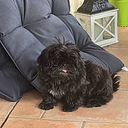 Appy a rejoint le concours — aidez-le/la à gagner de superbes lots ! dog, black_dog, fluffy, pet, indoor, cushion, chair, lantern, plant, green_pot, floor_tile, tongue_out, fur, small_dog, cute, animal, domestic, fur_texture, playful, resting