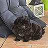dog, black_dog, fluffy, pet, indoor, cushion, chair, lantern, plant, green_pot, floor_tile, tongue_out, fur, small_dog, cute, animal, domestic, fur_texture, playful, resting